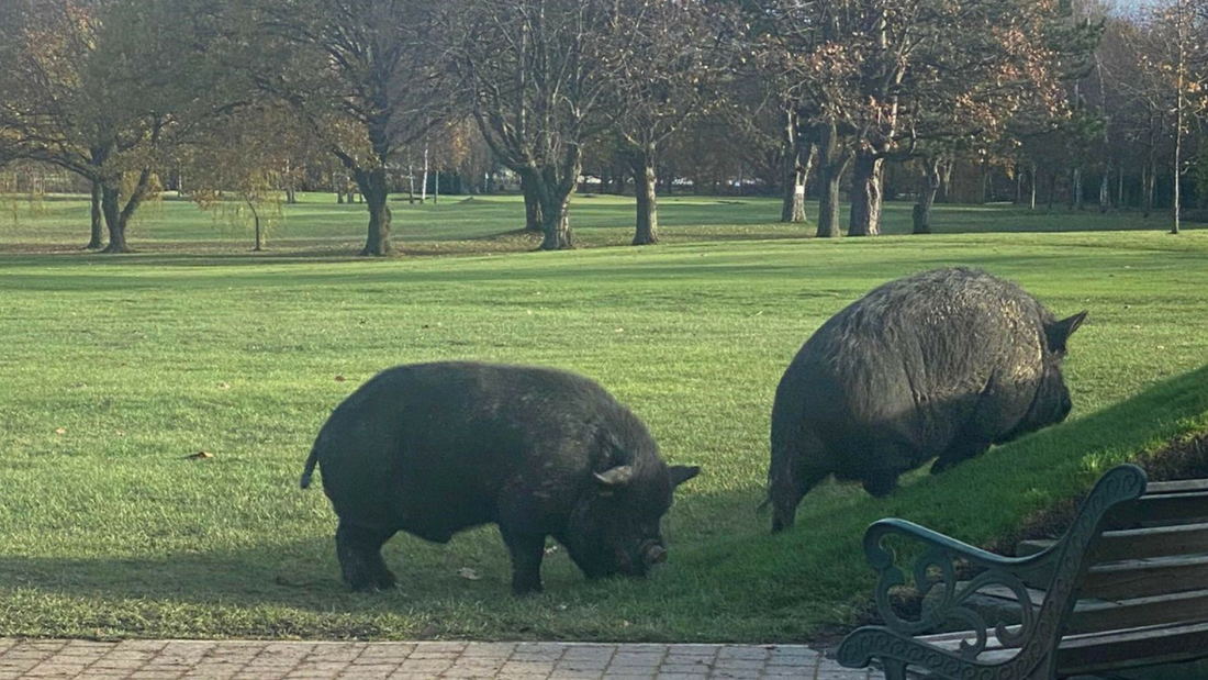 Des cochons sur le terrain de golf du Yorkshire